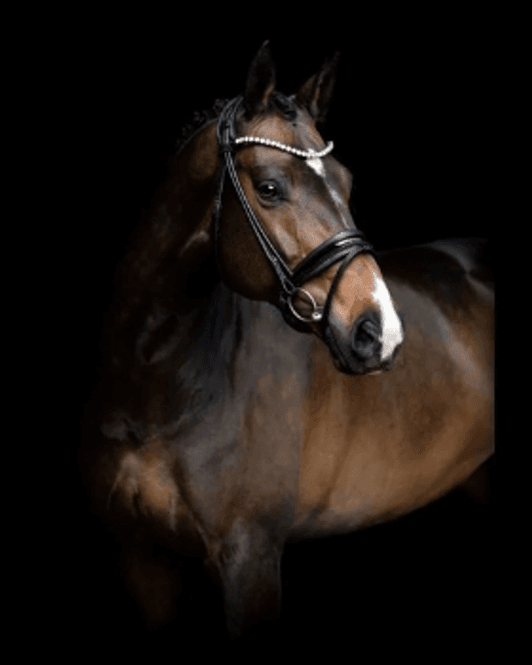 Hovedbilde SD Design Zhivago Rolled Hodelag R-1349