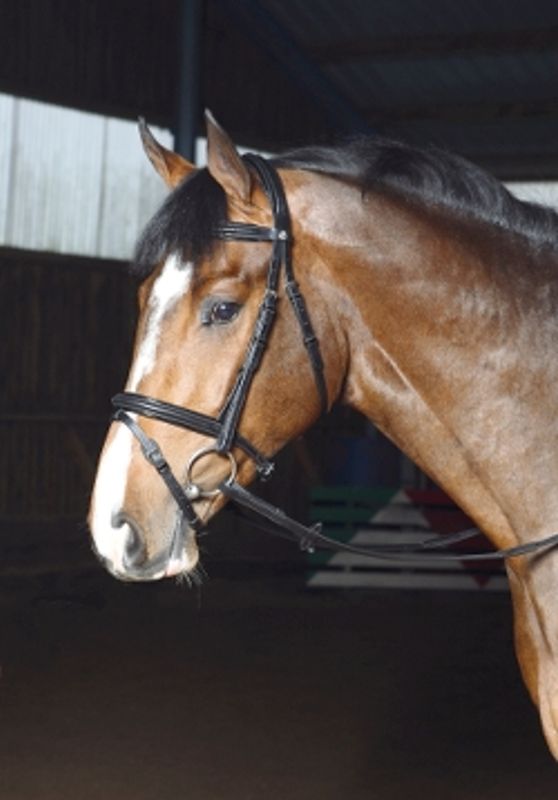Optimum Grace Hodelag