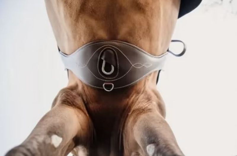 Kentucky Anatomic Gjord