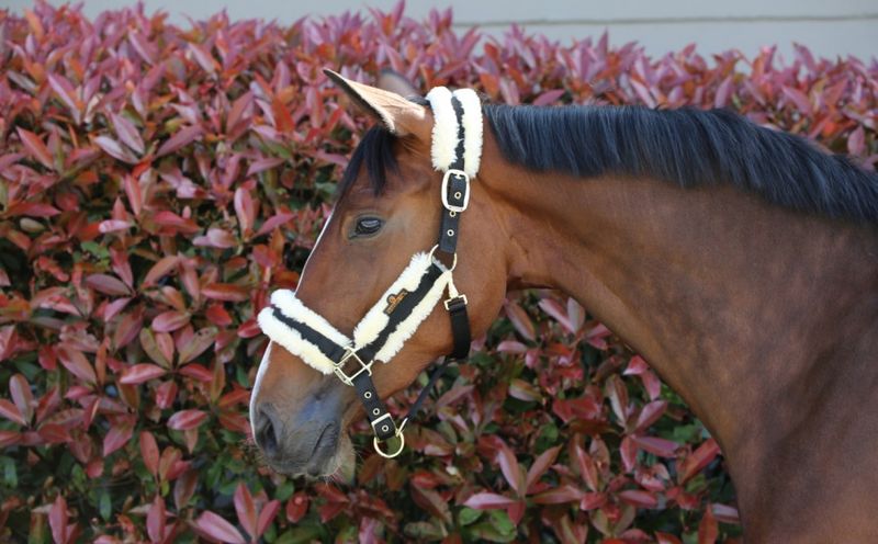 Kentucky Nylon/Saueskinn Grime