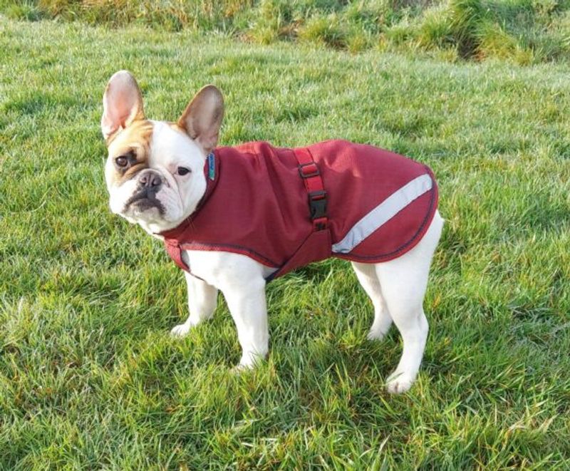 Bucas Freedom Hundedekken 300 Gram